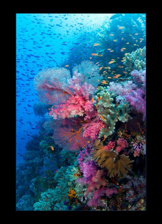 5072938_Symphony_of_Color.jpg