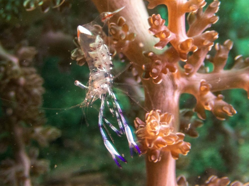 shrimp1.jpg