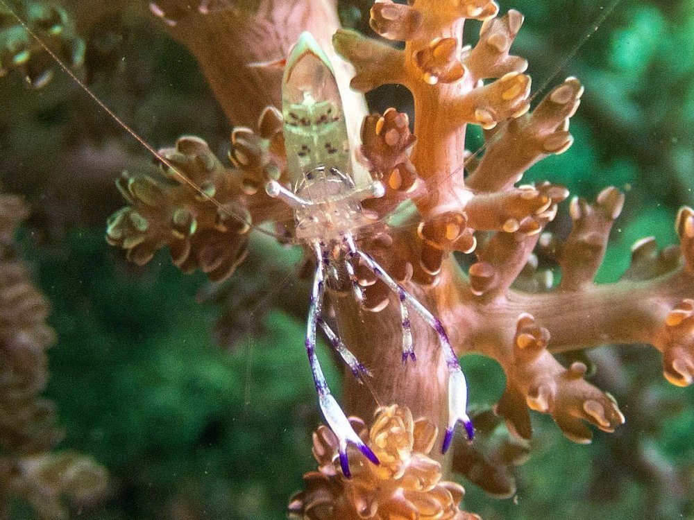shrimp2.jpg
