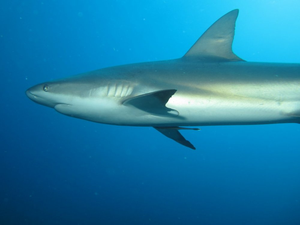 Caribbean Reef Shark.jpg