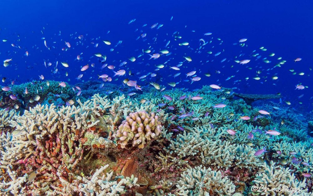 Anthias_and_Chromis_BlueLagoon_.jpg