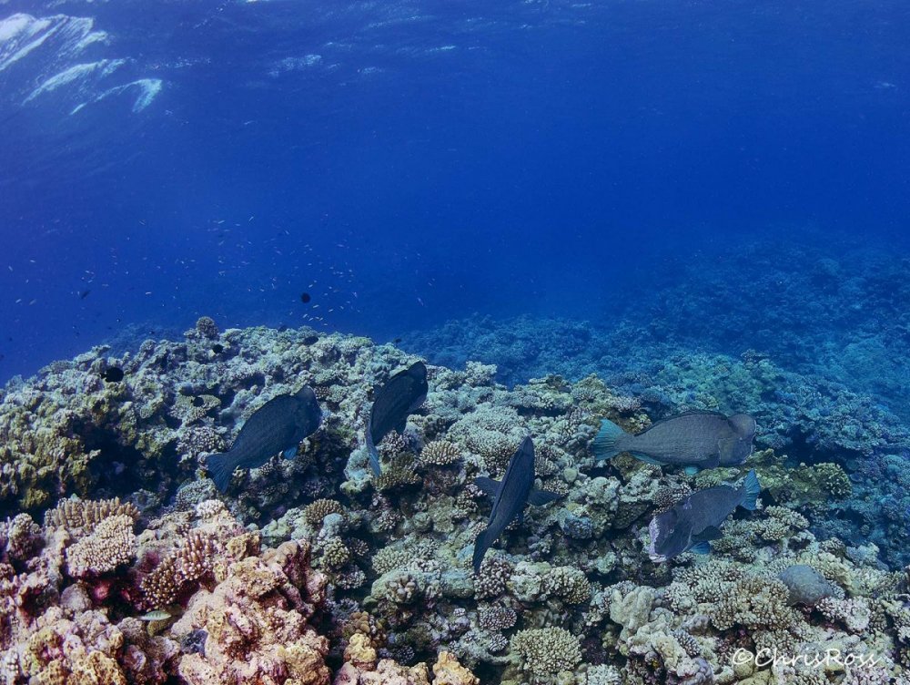 Bump_Head_Parrotfish_adobeRGB.jpg