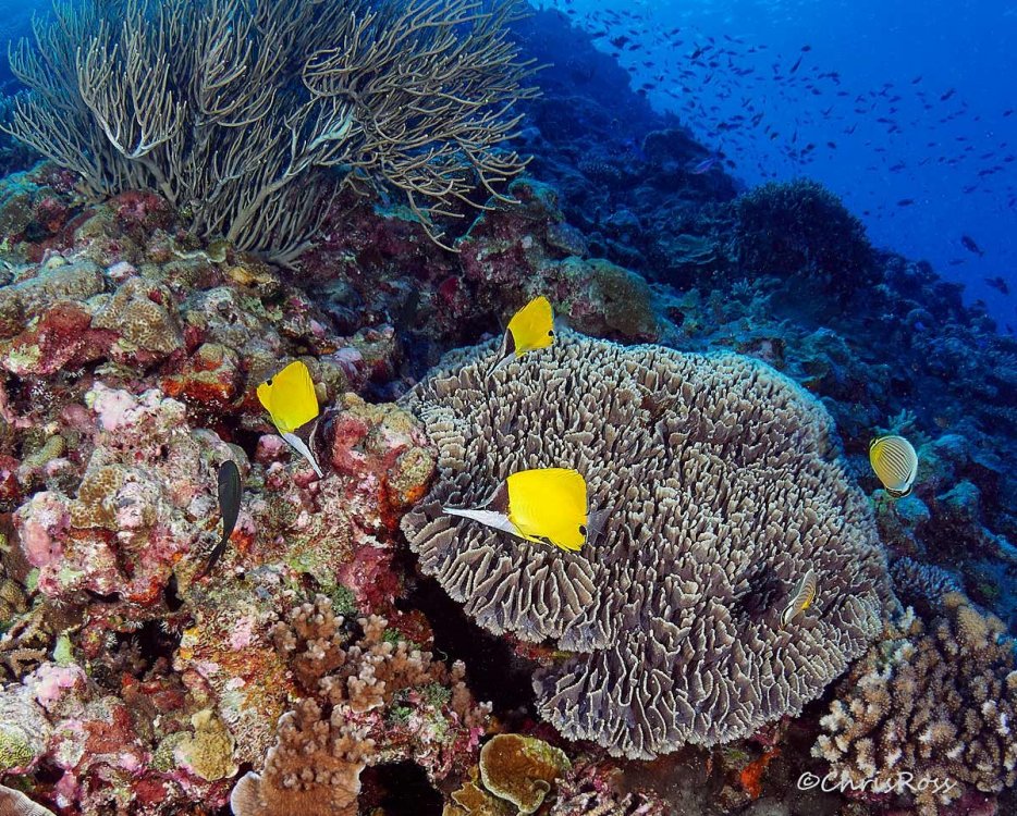 Longnose_Butterflyfish.jpg