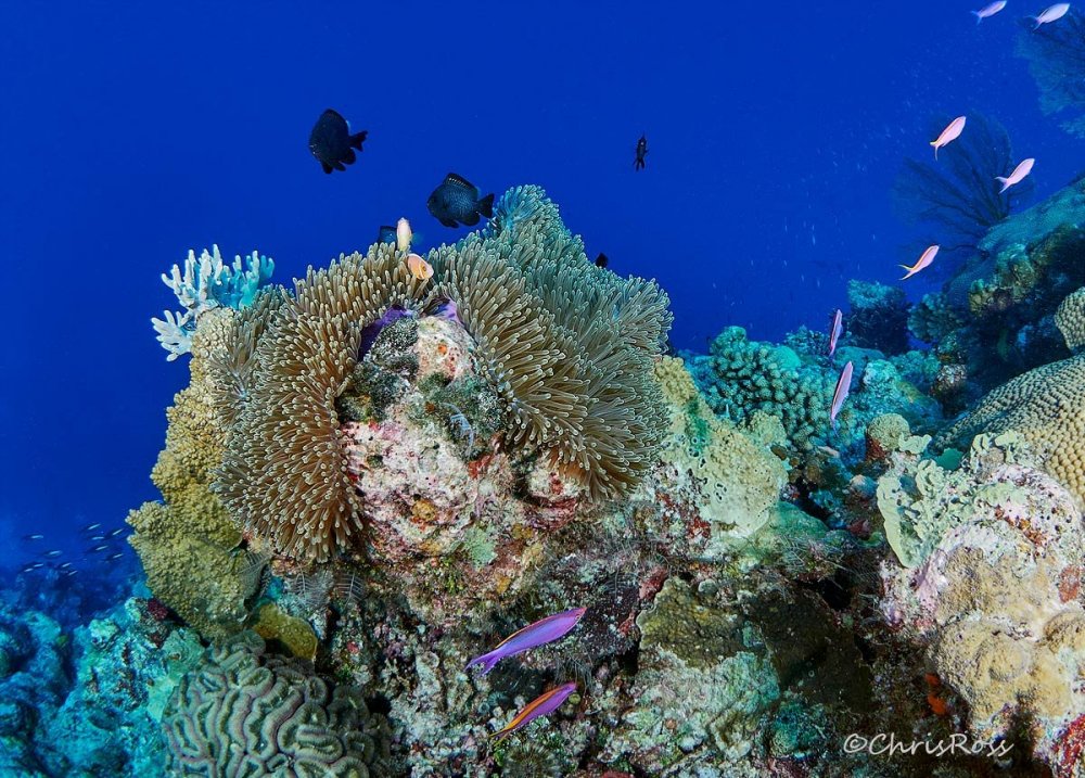 Pink_Anemonefish_and_Dascyllus.jpg
