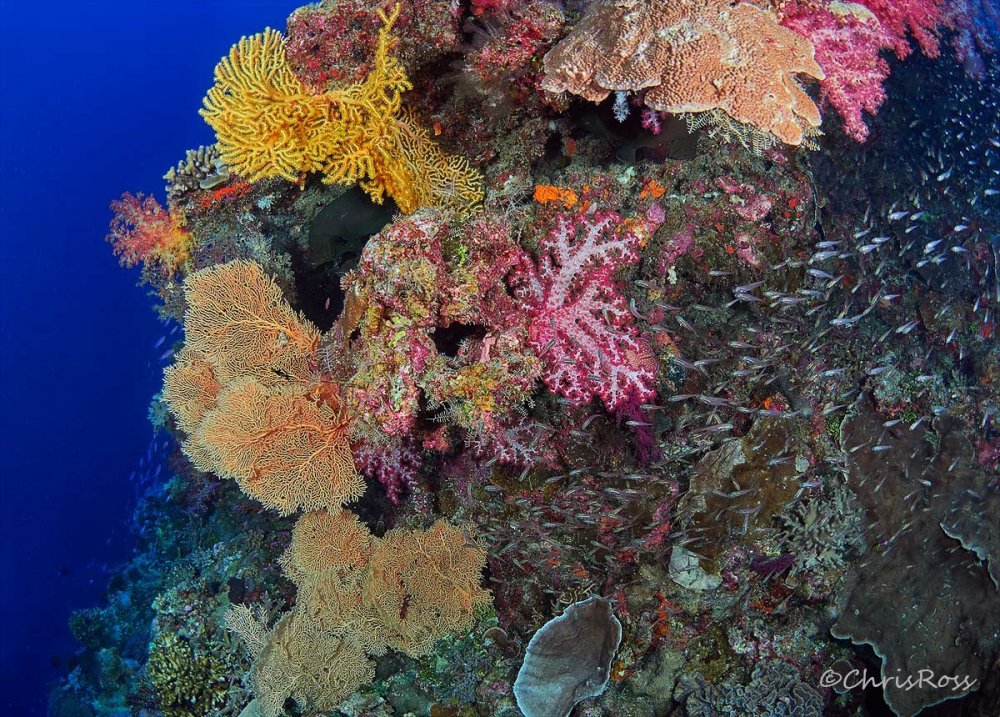 SeaFans_Mermaid_Reef.jpg
