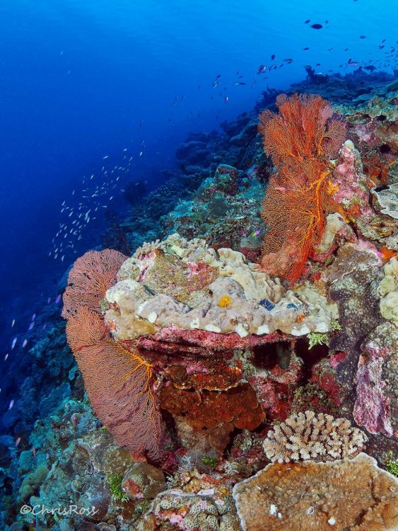 Sea_Fans_Clerke-Wall.jpg
