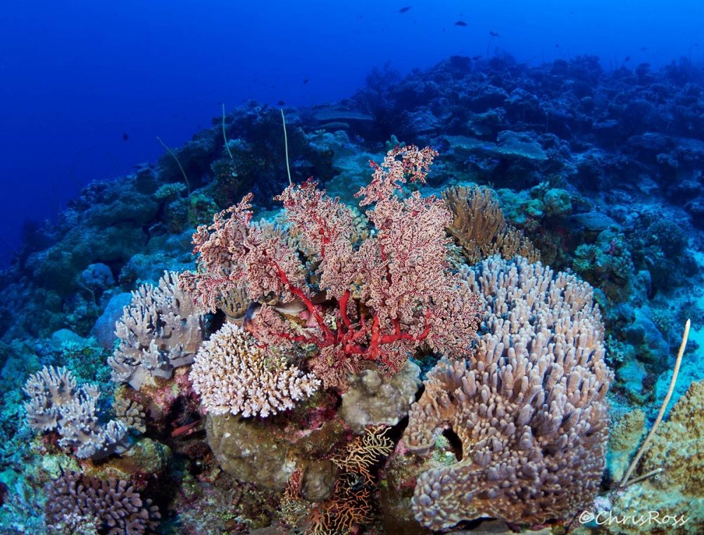 Seafan_Soft_Corals_Clerke_Caves_2.jpg