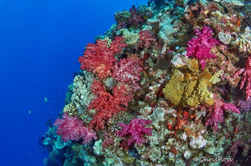Soft_Corals_TheMaze_2.jpg