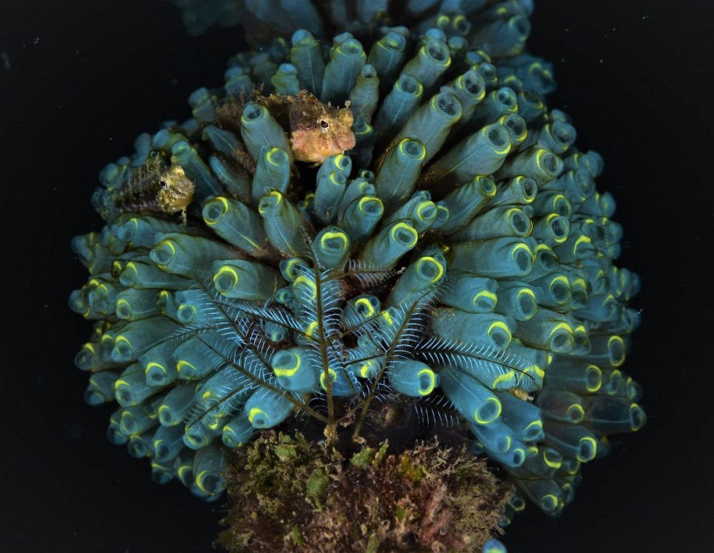 Q anemone X id w Q fish - Copy.jpg