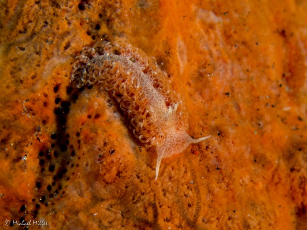 Nudibranch(Baeolidia?)--20220907--04.jpg