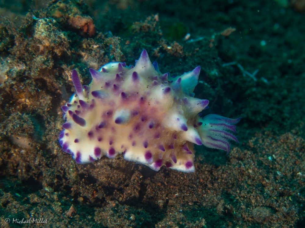 Nudibranch(Mexichromismultituberculata?)--20220911--03.jpg