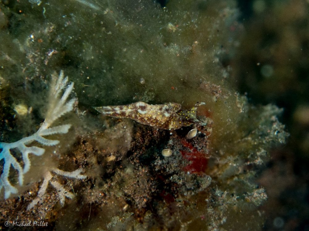 Nudibranch(ElysiaOstergaard?)--20220912--03.jpg