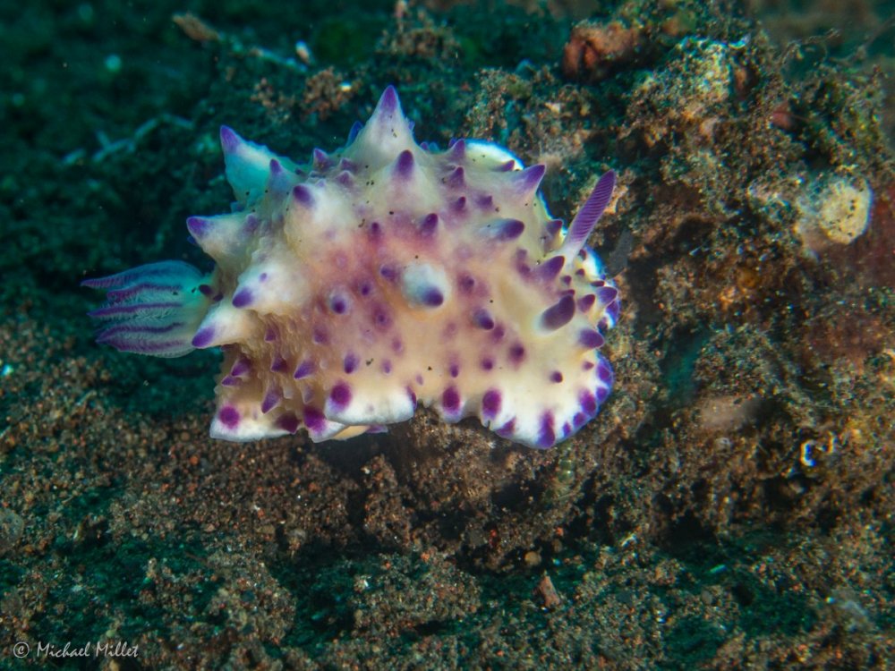 Nudibranch(Mexichromismultituberculata?)--20220911--02.jpg