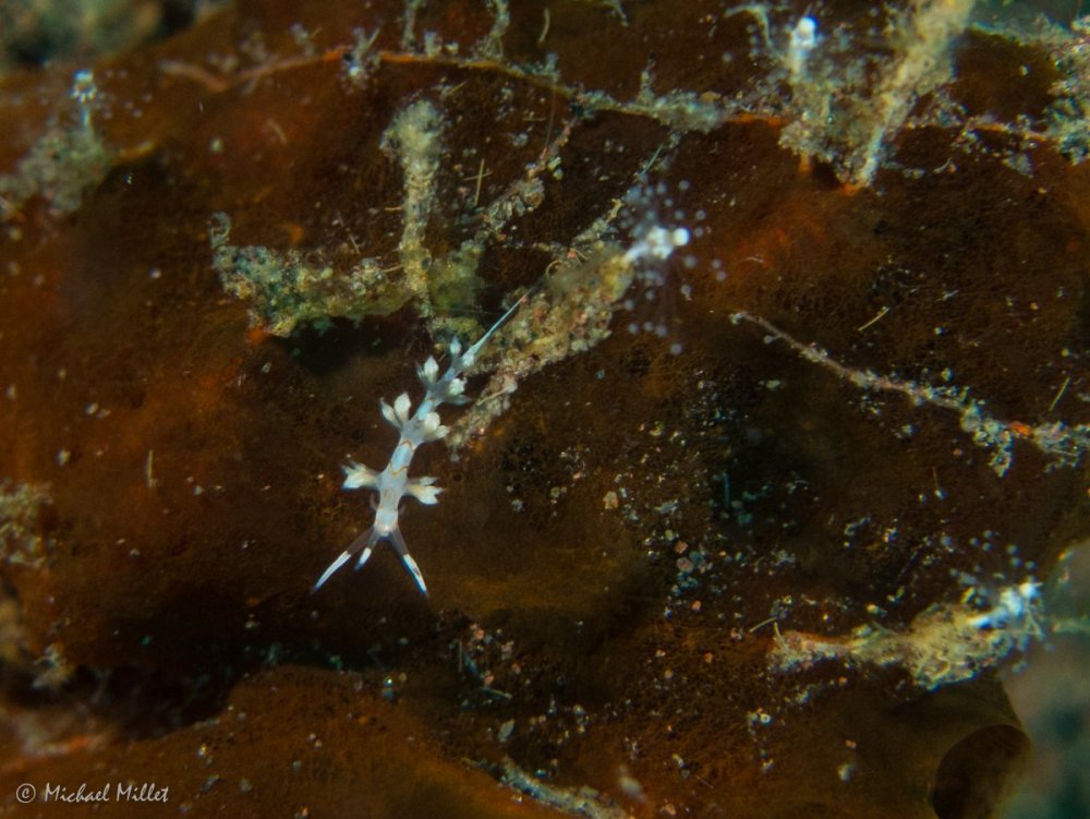Nudibranch(Tenellia?)--20220907--01.jpg