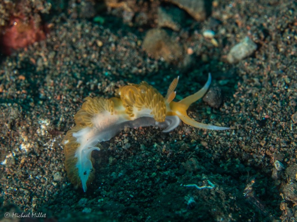 Nudibranch(Tenellia?)--20220911--09.jpg