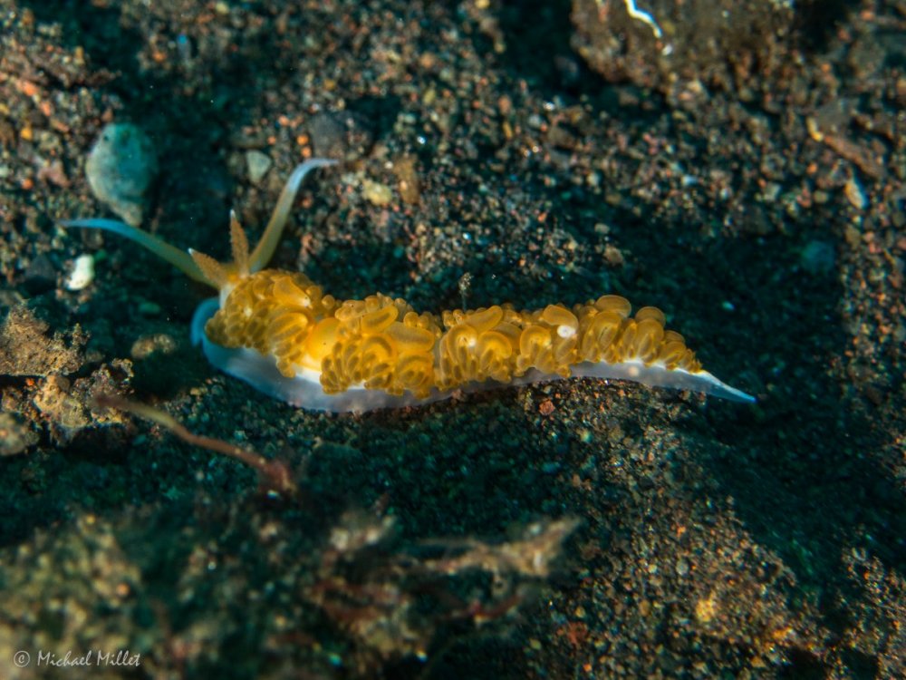 Nudibranch(Tenellia?)--20220911--07.jpg