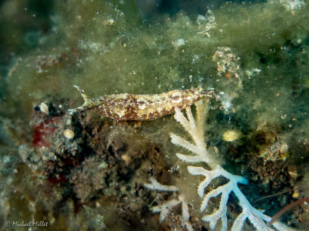 Nudibranch(ElysiaOstergaard?)--20220912--01.jpg