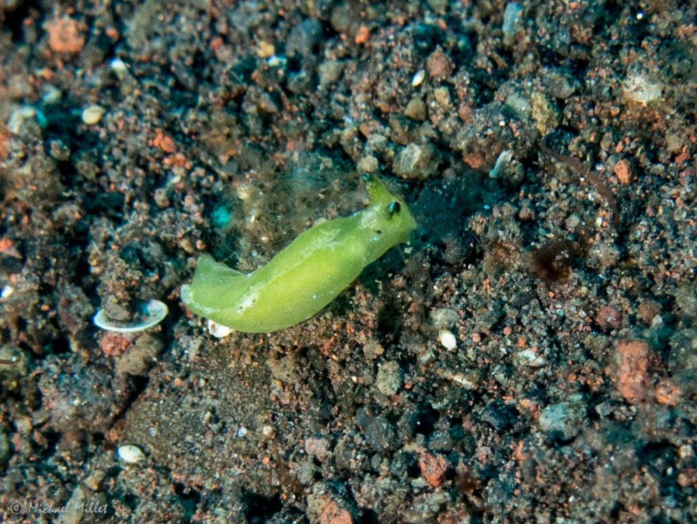 Nudibranch(ElysiaSp24?)--20220912--01.jpg