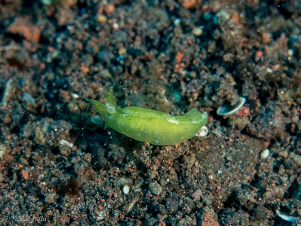Nudibranch(ElysiaSp24?)--20220912--02.jpg