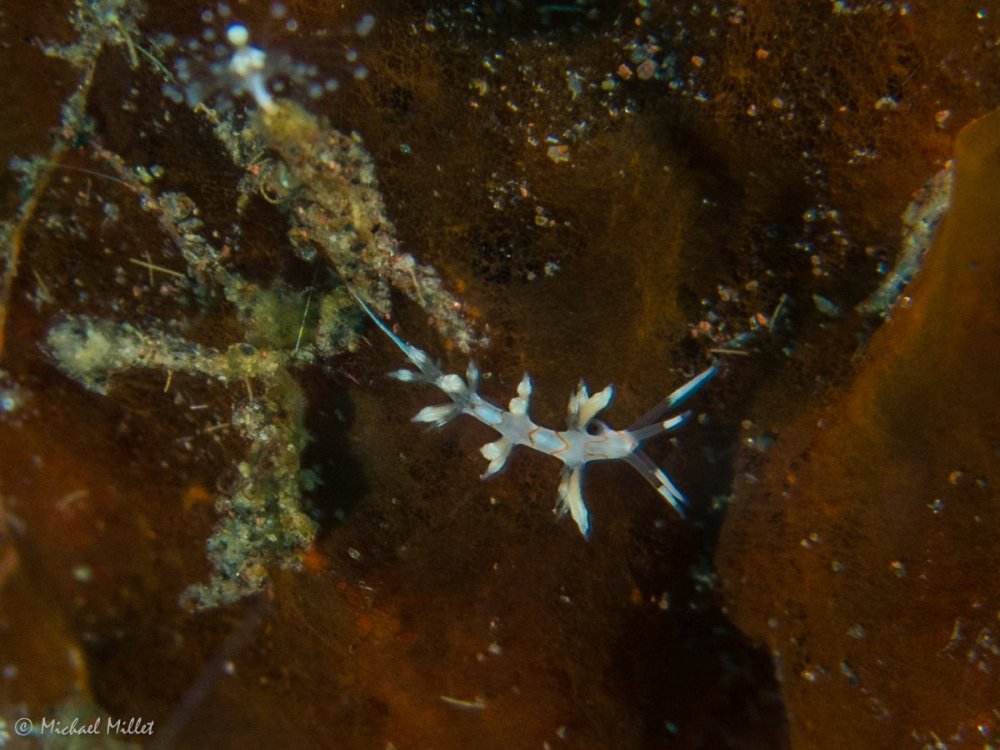 Nudibranch(Tenellia?)--20220907--02.jpg