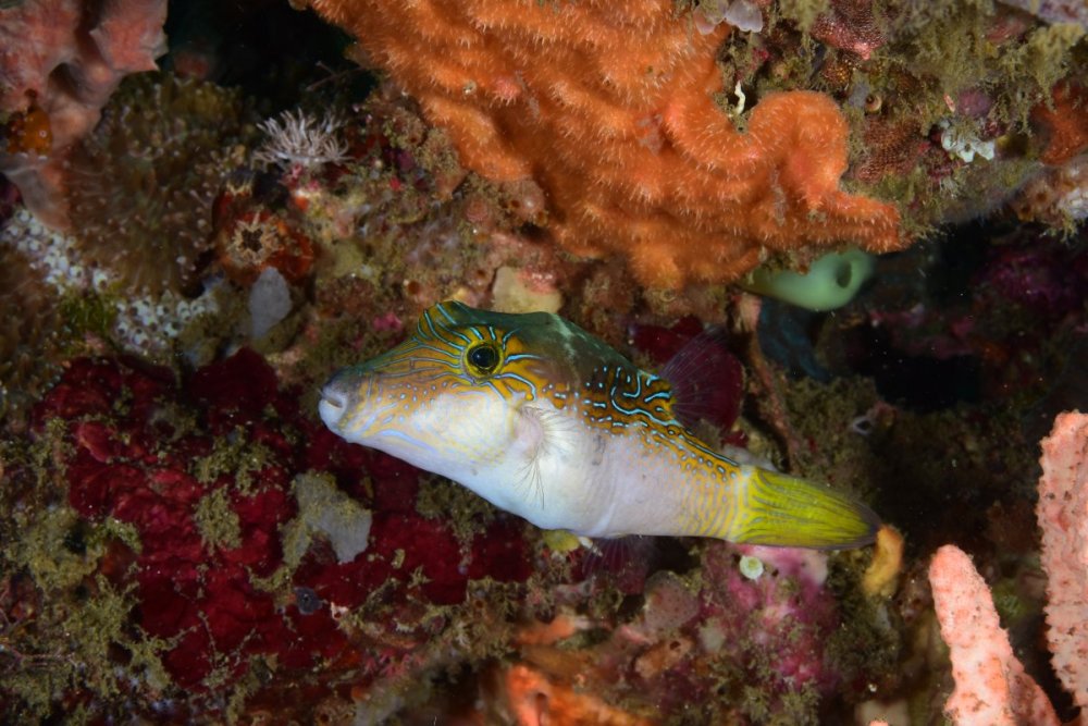 DSC_0175.thumb.JPG.5c81b841ce592de9d9acff4deaed1450.JPG