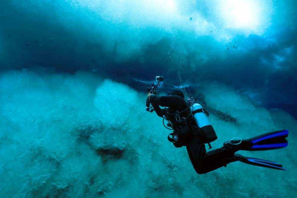 Diver_antarctica.thumb.jpg.dee70c39a96ea74009fc50bd32c996fd.jpg