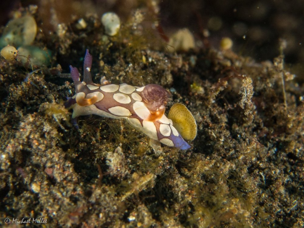 Nudibranch(Trapaniascurra)--20220909--03.jpg