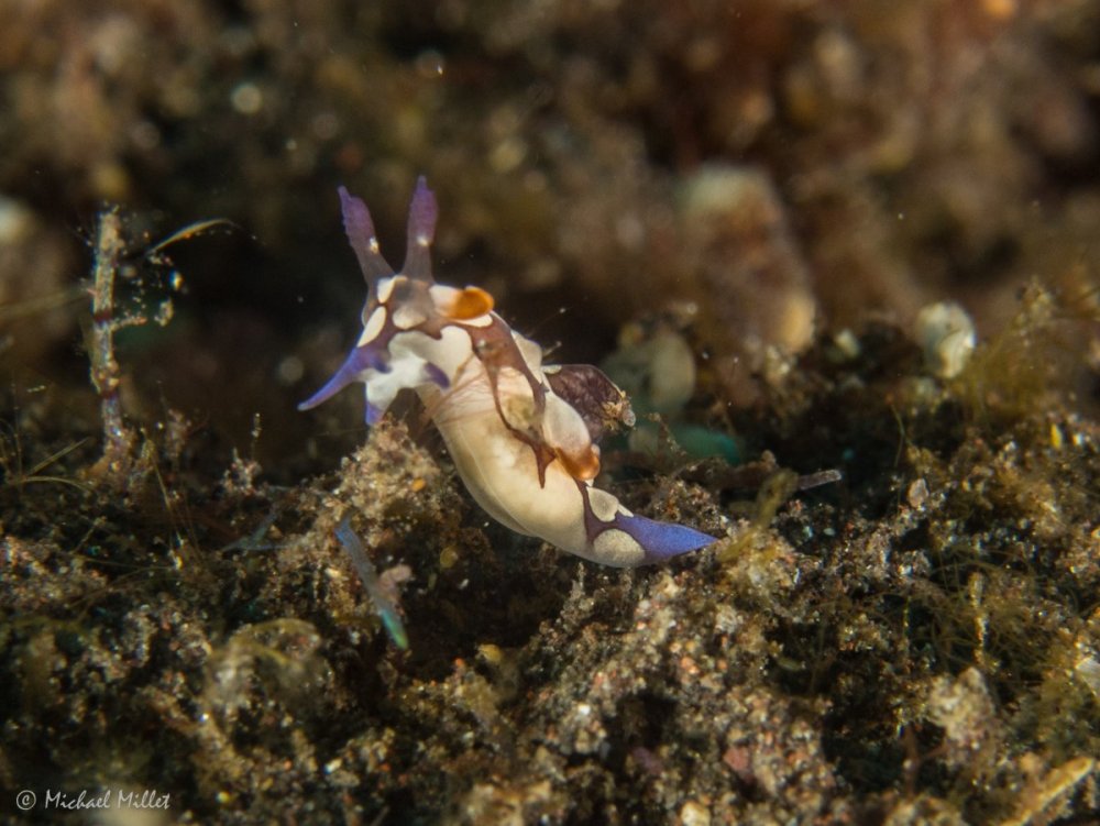 Nudibranch(Trapaniascurra)--20220909--05.jpg