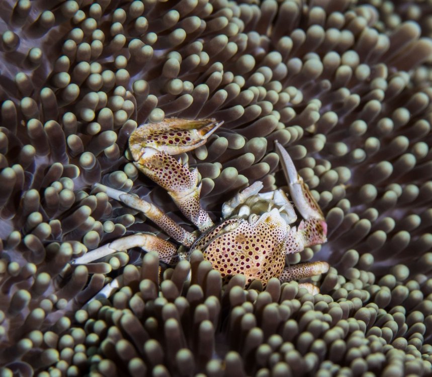 anemone.jpg
