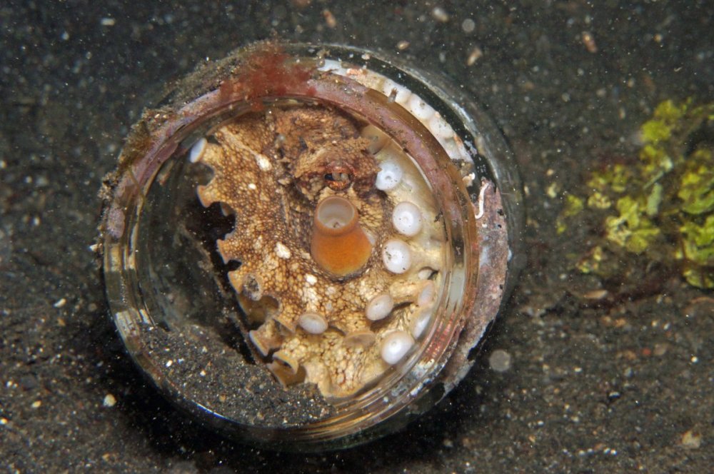 coconut-octpus-birthing-3_DSC02559.jpg