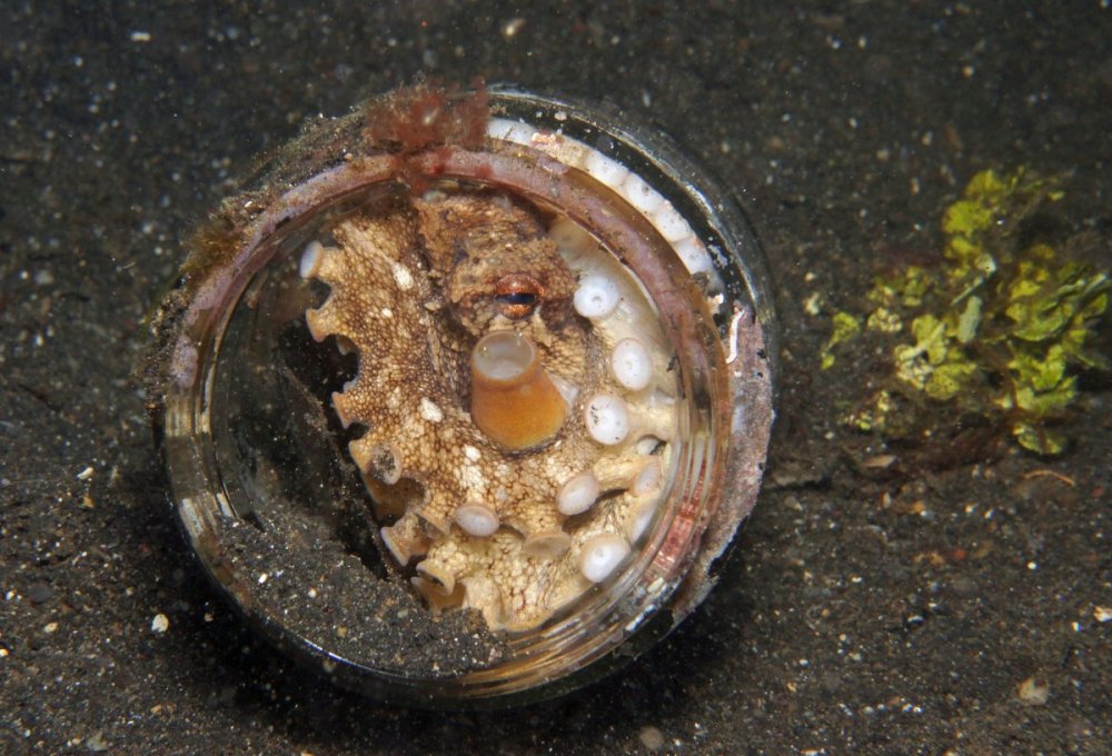coconut-octpus-birthing-4_DSC02560.jpg