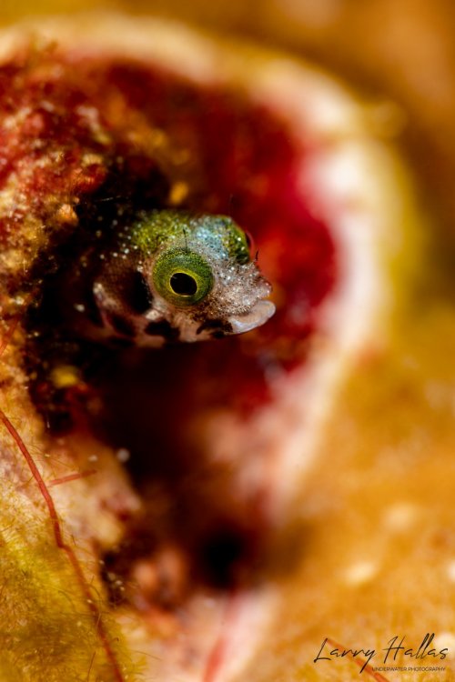 1911535124_SecretaryBlenny.thumb.jpg.ee2d21c90277b3e07ce356a3327dd9d0.jpg