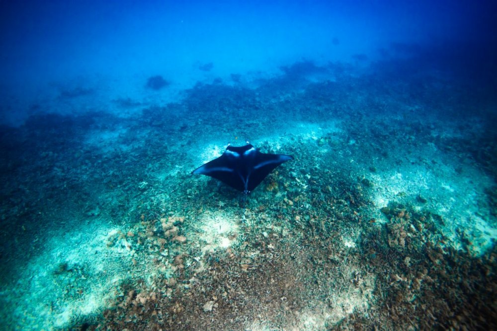 Dive-216.JPEG