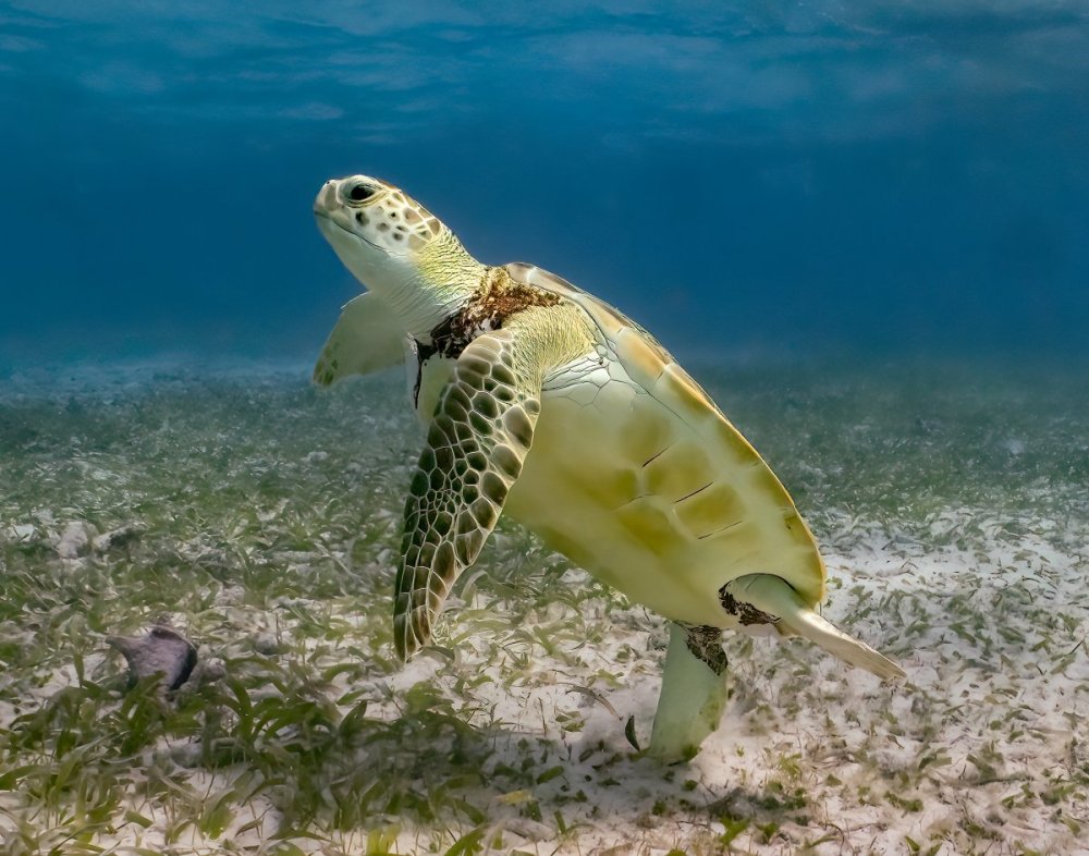 turtle contest (1).jpg