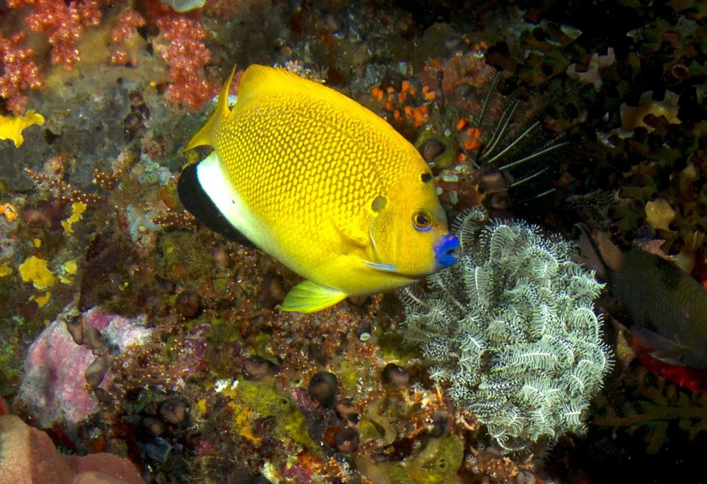 yellow angel 7108.jpg