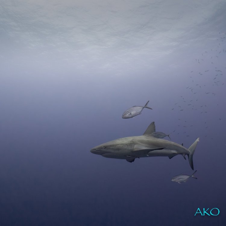 shark_jacks_2_final (2).jpg