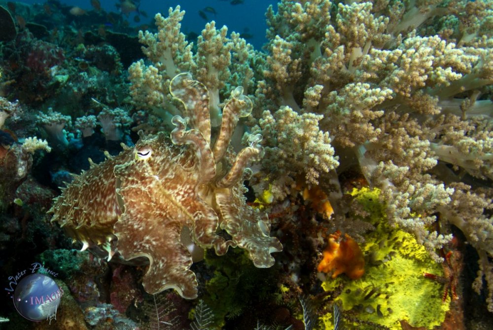 Cuttlefish camoflauge 7120.jpg