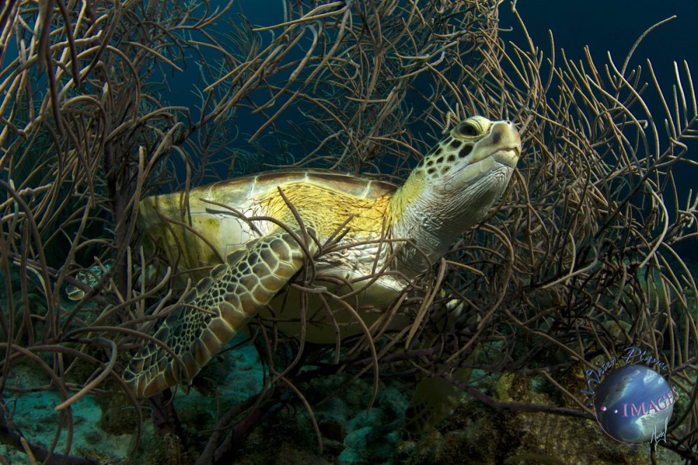 Turtle with logo.jpg