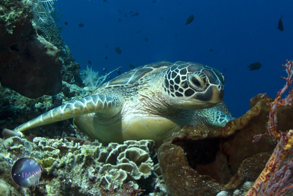 Turtle 3 6882.jpg