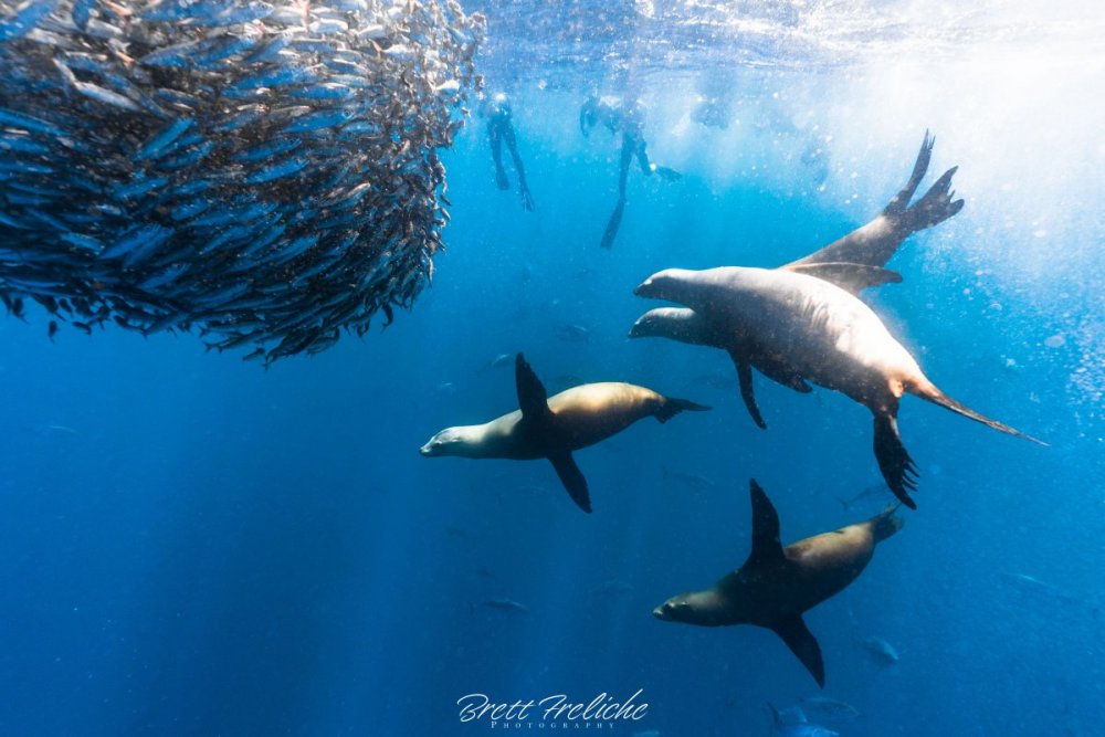 689368052_sealions.thumb.jpg.2a1c21a009b9acdbaa9aef3bdac5cca3.jpg