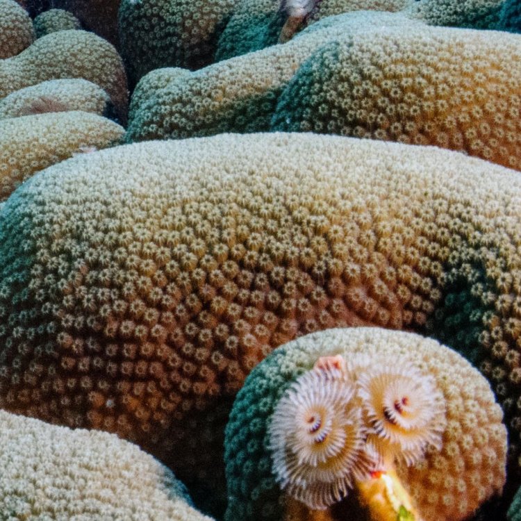 A-FISH-01.jpg