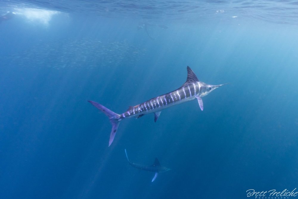 Marlin-1.thumb.jpg.22c884f7165699f06686ce1559ddd56d.jpg