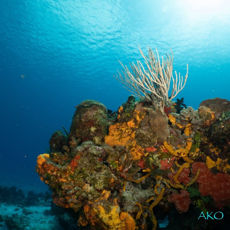 coral1.jpg