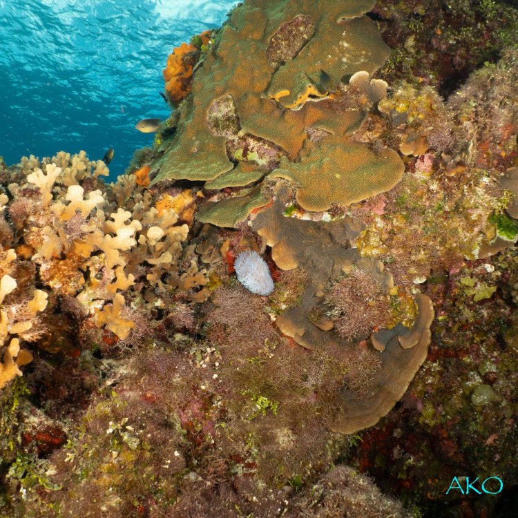 coral2.jpg