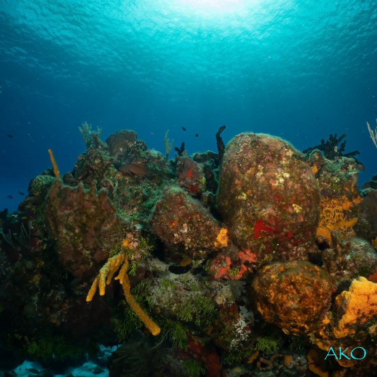 coral3.jpg