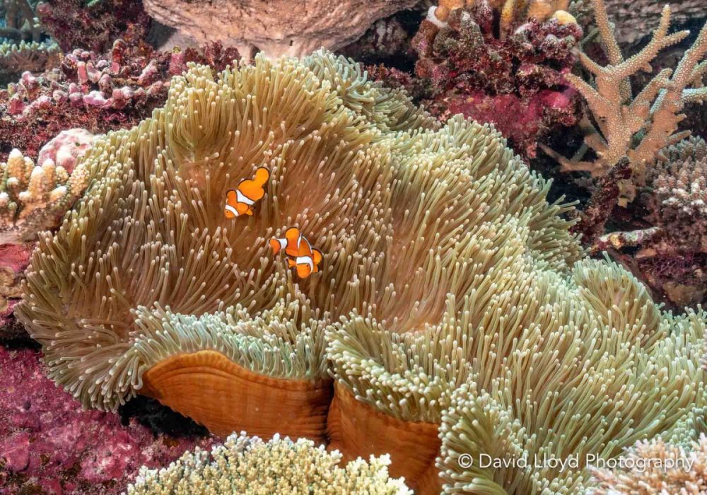 david-lloyd-photography-sea-gallery-port-douglas-10.jpg