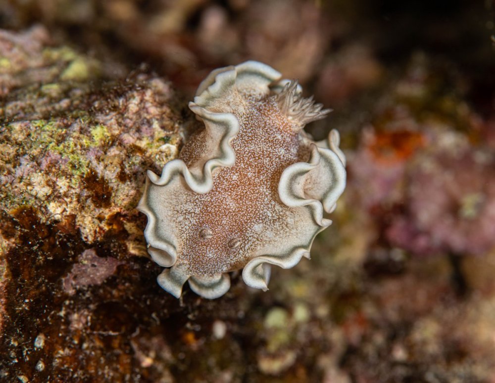 nudibranch22.thumb.jpg.eafde4294197d98727e66fe66b5b56be.jpg