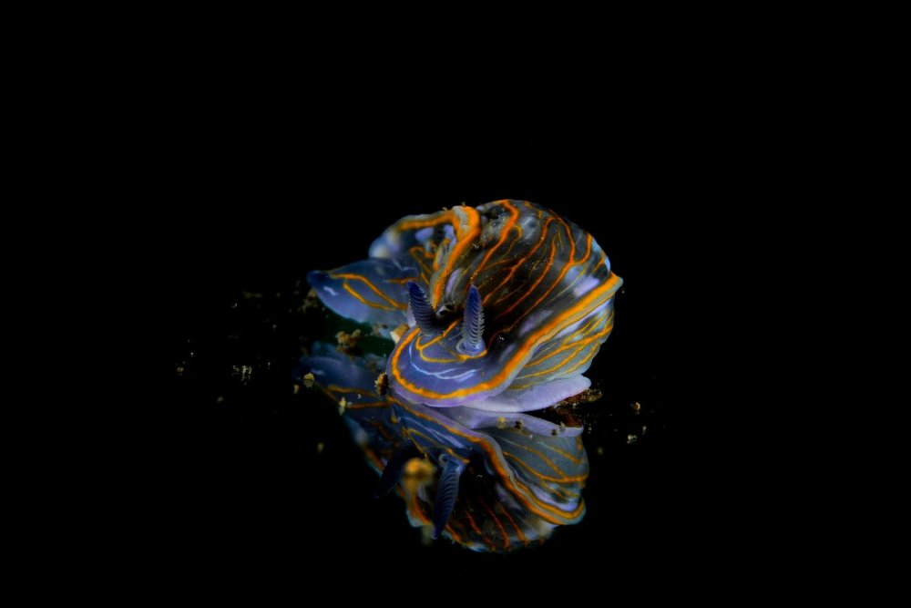 resized_FPB8547.jpg