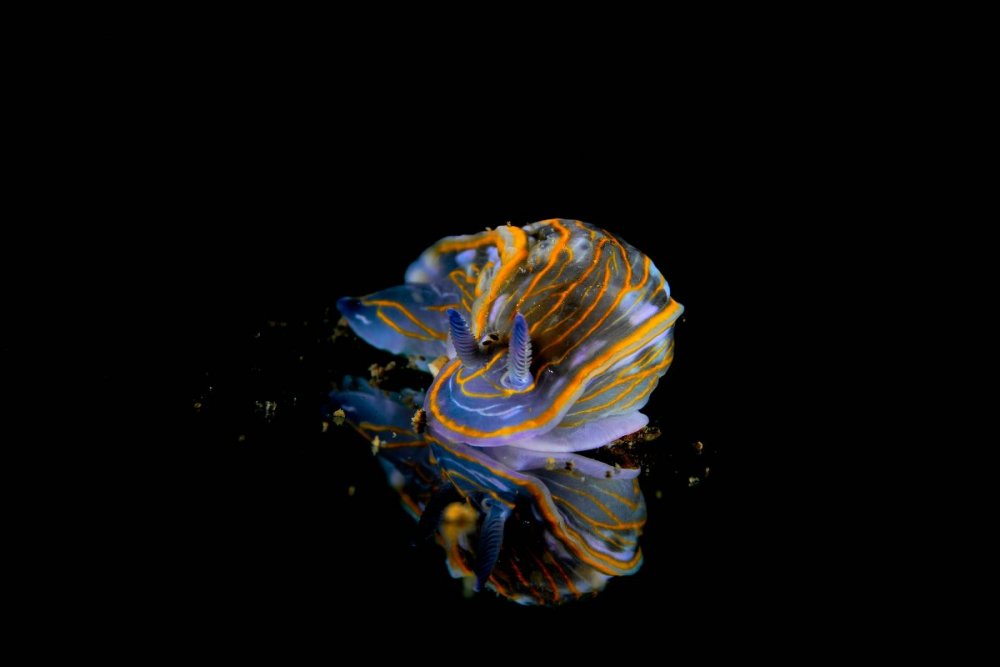 resized_FPB8547_2.jpg