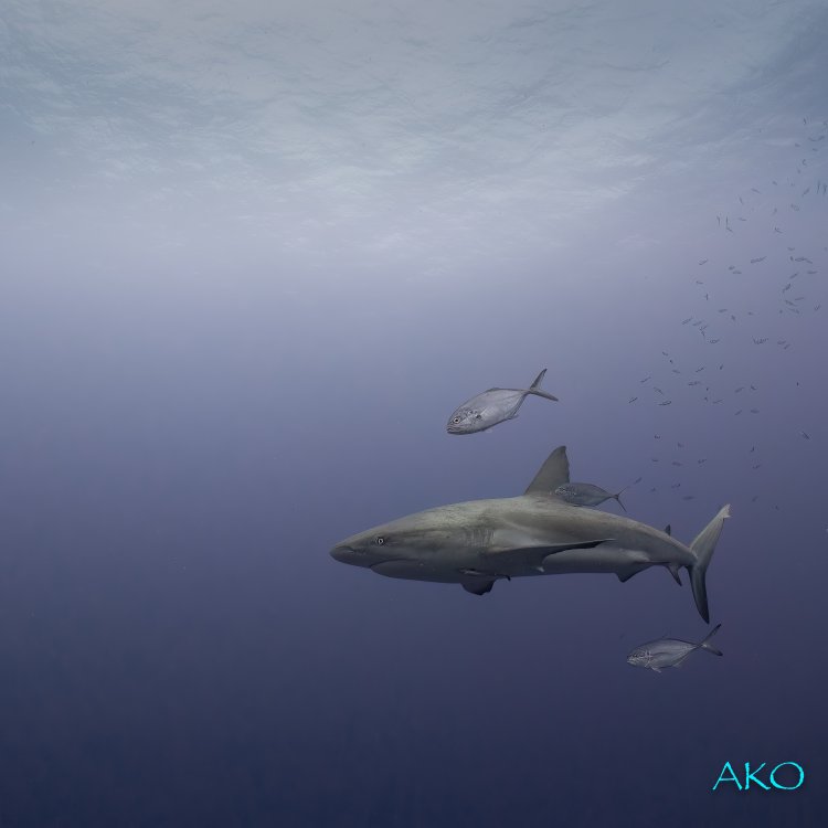shark_jacks_1_final.jpg